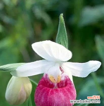 与花语相映成趣 高冷孤傲的花之美丽花卉品种探秘