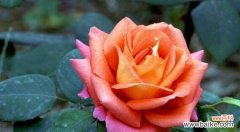 揭开花朵背后的生命之谜 花的毁灭与重生