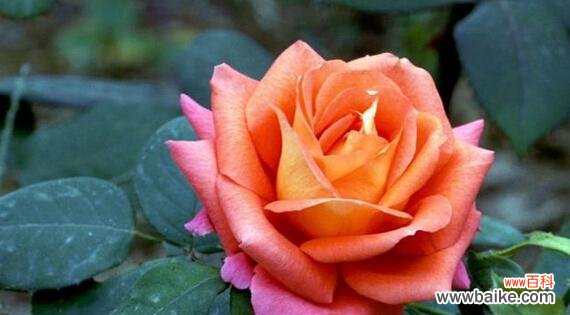 揭开花朵背后的生命之谜 花的毁灭与重生