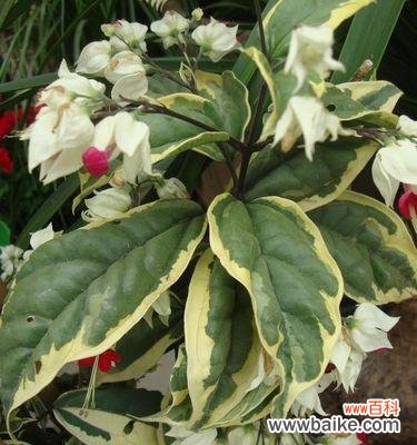 揭开花朵背后的生命之谜 花的毁灭与重生