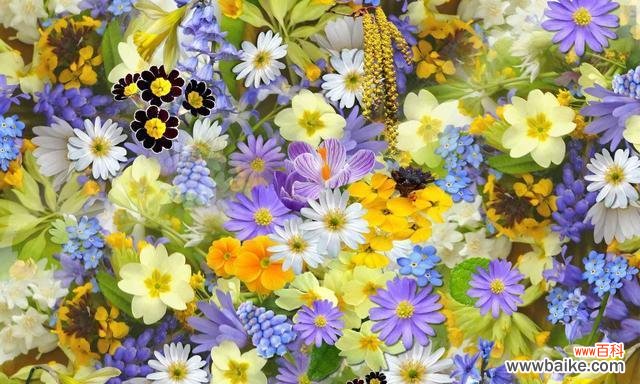 一朵花的美丽 友情之花——花花的故事