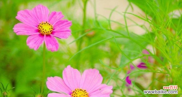 探寻友情的花朵之美 友情花开，绽放真情