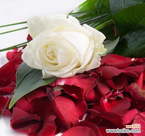 以代表忧伤的花为主题 忧伤之花