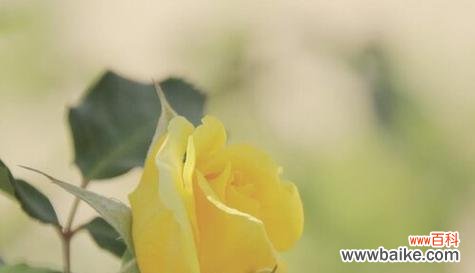 以代表忧伤的花为主题 忧伤之花