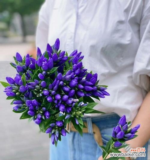 以代表忧伤的花为主题 忧伤之花