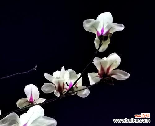 以玫瑰为象征的友情的美丽和力量 友情之花