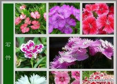 探寻蓝色妖姬花语之美 深情蓝色妖姬，花开花谢间