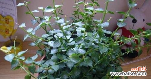 吊兰之美在于坚韧与独立 吊兰的花语及代表意义