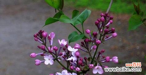 揭开丁香花背后的神秘面纱 丁香花的花语与含义