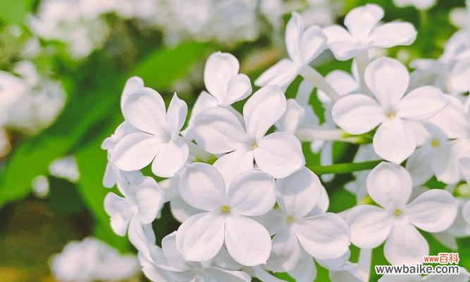 揭开丁香花背后的神秘面纱 丁香花的花语与含义
