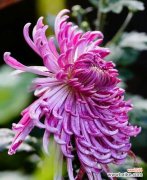 探寻蝶恋花的浪漫与温馨 蝶恋花的花语及代表意义