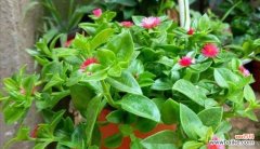 解读吊兰开花传递的信息 吊兰开花的意义及象征