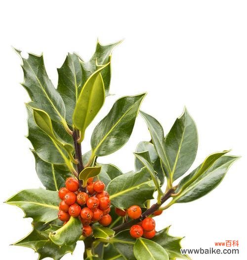 探索冬青树在风水中的神秘力量 冬青树的风水寓意与作用