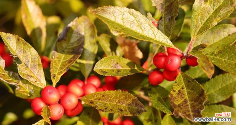 探索冬青树在风水中的神秘力量 冬青树的风水寓意与作用