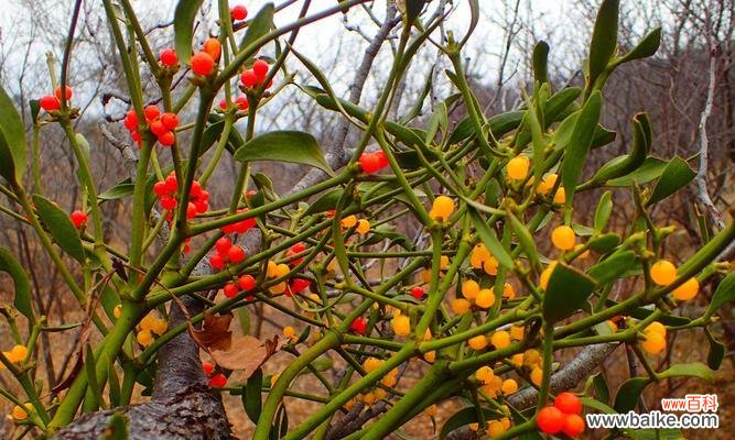 一朵小小的冬青花 冬青花开,寄情芬芳