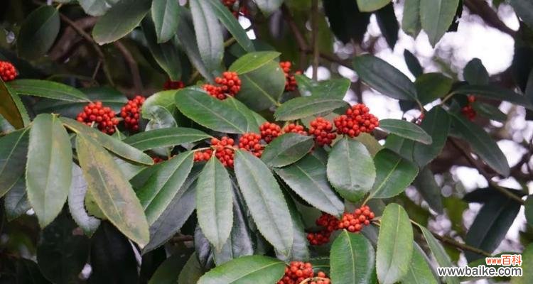 美丽与吉祥共存 冬青开花风水寓意解析