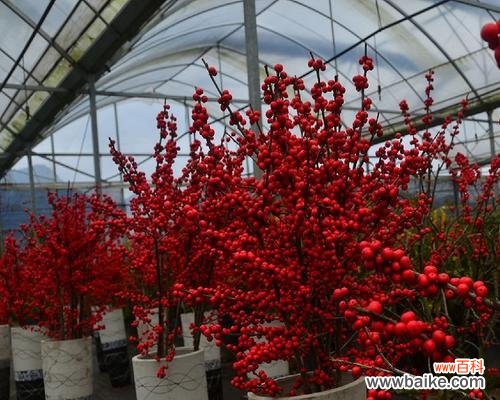 美丽与吉祥共存 冬青开花风水寓意解析