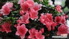 提升财运与家庭和谐的秘诀 杜鹃花的风水寓意与摆放位置
