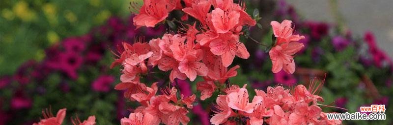 解读杜鹃花 杜鹃花的寓意与象征