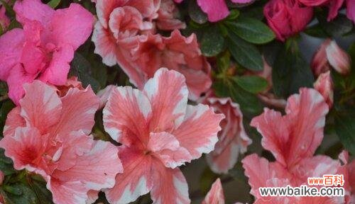 解读杜鹃花 杜鹃花的寓意与象征