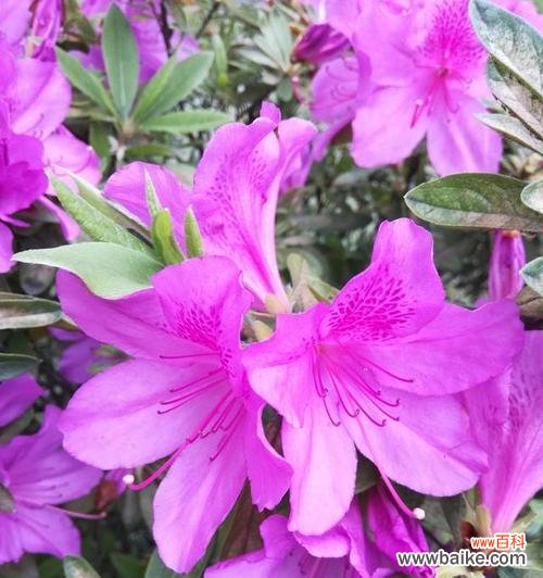 解读杜鹃花 杜鹃花的寓意与象征