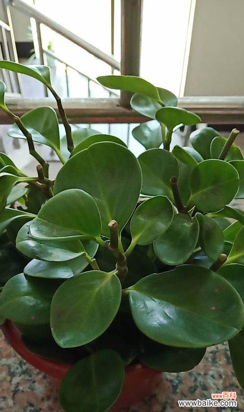 解析豆瓣绿的风水意义 豆瓣绿的风水寓意与开花的好处