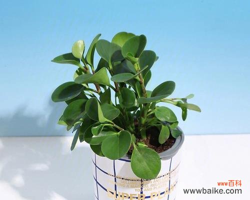 解析豆瓣绿的风水意义 豆瓣绿的风水寓意与开花的好处