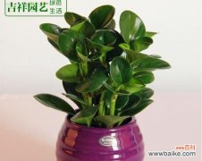 解析豆瓣绿的风水意义 豆瓣绿的风水寓意与开花的好处