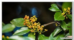 揭秘冬青树开花背后的神秘面纱 冬青树开花寓意不好吗