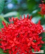 杜若花语与寓意的奇妙传承 杜若花语与寓意-盛开的坚毅之美