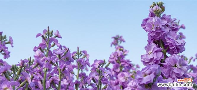 杜若花语与寓意的奇妙传承 杜若花语与寓意-盛开的坚毅之美