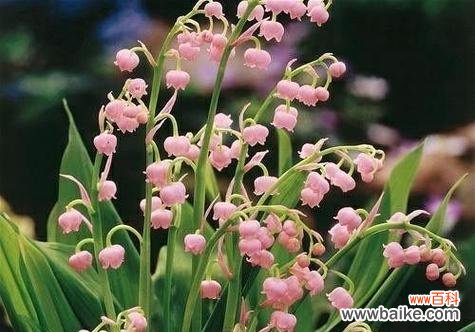 杜若花语与寓意的奇妙传承 杜若花语与寓意-盛开的坚毅之美