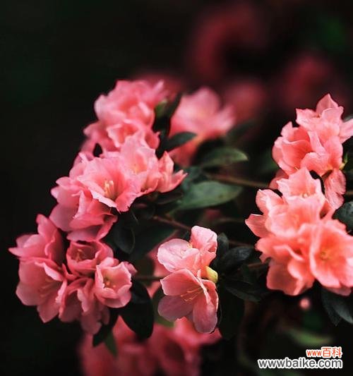 探索杜鹃花的美丽之谜 杜鹃花的花语与代表意义