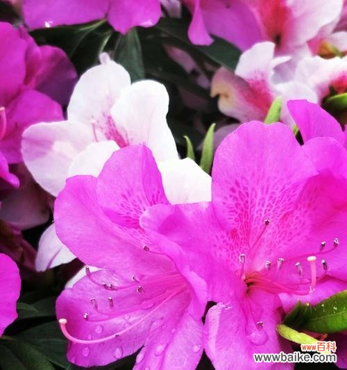 探索杜鹃花的美丽之谜 杜鹃花的花语与代表意义