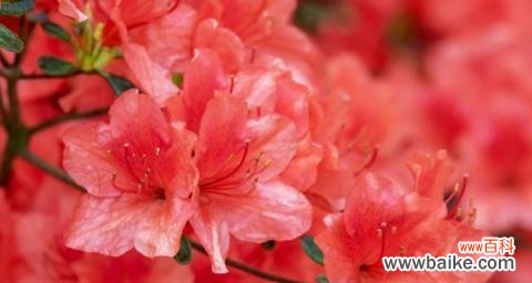 探索杜鹃花的美丽之谜 杜鹃花的花语与代表意义