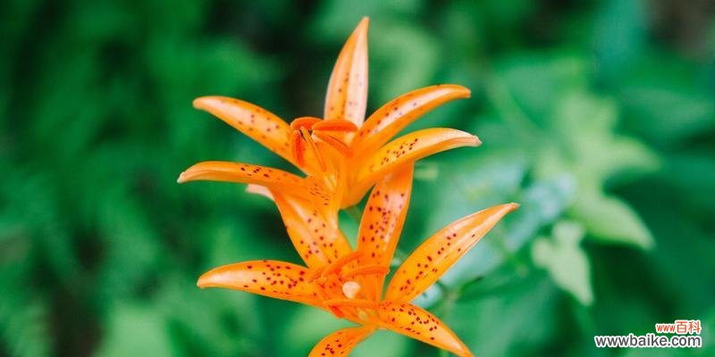 探索友谊与花卉之美 友谊之花