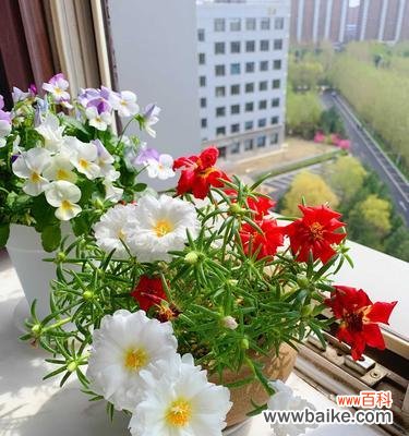 探索友谊与花卉之美 友谊之花