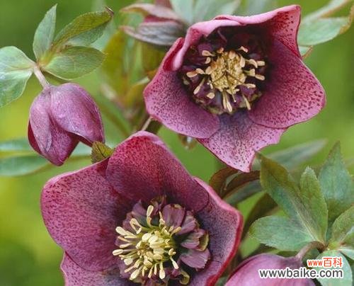 用花语诠释情感 单生花的深意——走进花卉世界的窗口