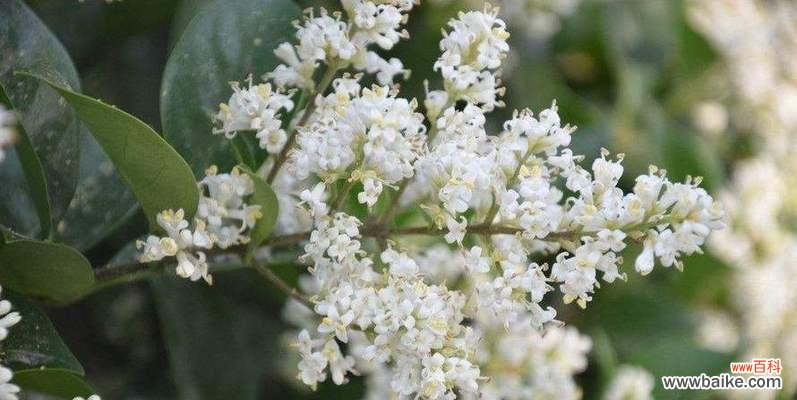 用花语诠释情感 单生花的深意——走进花卉世界的窗口