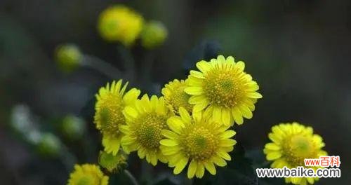 用花语诠释情感 单生花的深意——走进花卉世界的窗口