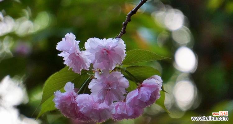 以花语花为代表的友谊之美 友谊之花绽放的美丽