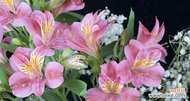 鲜花之语传递真挚友谊 用鲜花代表友谊——花开友谊无界