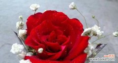 鲜花之语传递真挚友谊 用鲜花代表友谊——花开友谊无界