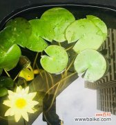 探索代表友谊长存的花与其寓意 花开友谊长存