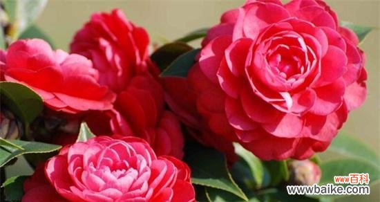 以友谊之花为纽带 长久友谊的花——赏析代表友谊长久的花卉