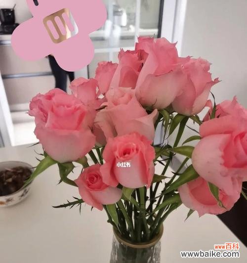 探索戴安娜玫瑰背后的深层含义 戴安娜玫瑰的寓意与象征