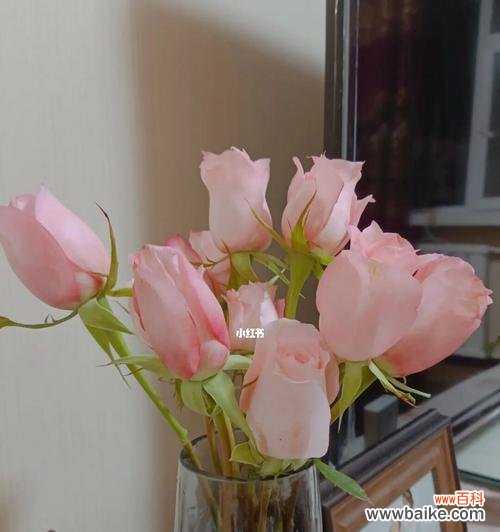 探索戴安娜玫瑰背后的深层含义 戴安娜玫瑰的寓意与象征