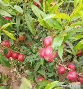 探究单果代表意思的多样性 单果的象征与寓意