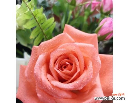 探究单果代表意思的多样性 单果的象征与寓意