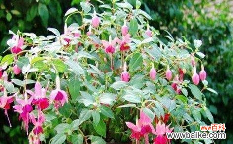 探索花卉世界中的情感与意义 倒挂金钟花语与美好寓意